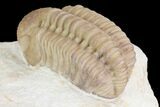 Detailed, Long Kainops Trilobite - Oklahoma #95688-4